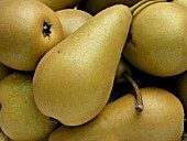 PEAR CONFERENCE (PYRUS COMMUNIS)