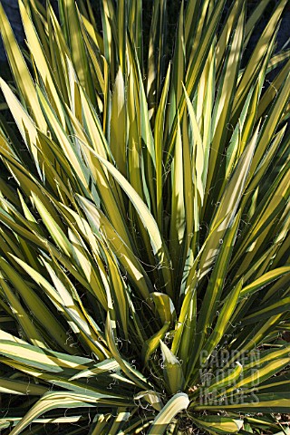 YUCCA_FILAMENTOSA_VARIEGATA