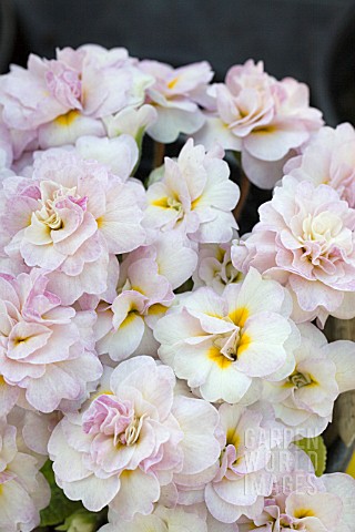 PRIMULA_BELARINA_PINK_ICE