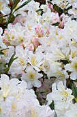 RHODODENDRON SILVER SIXPENCE