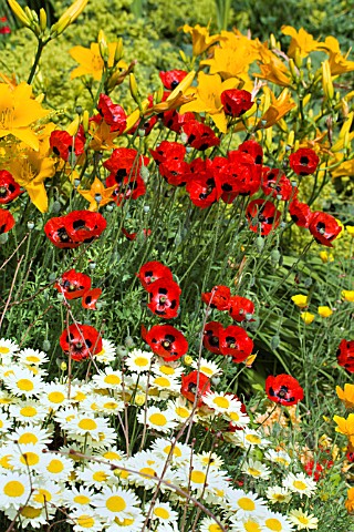 COLOURFUL_HERBACEOUS_BORDER