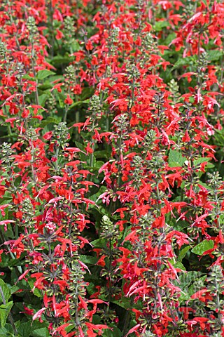 SALVIA_COCCINIA_LADY_IN_RED