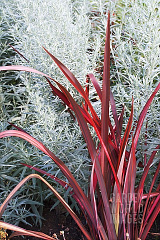 PHORMIUM_DAZZLER__ARTEMISIA_LUDOVICIANA_SILVER_KING