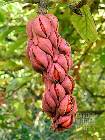 MAGNOLIA_SOULANGEANA_FRUIT