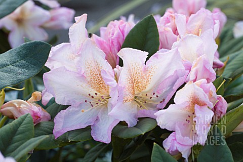 RHODODENDRON_SILVER_SIXPENCE