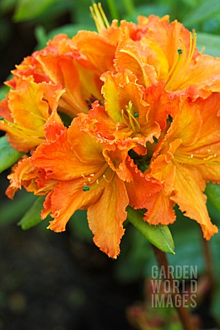 RHODODENDRON_MARY_POPPINS