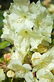 RHODODENDRON ODEE WRIGHT