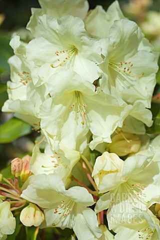 RHODODENDRON_ODEE_WRIGHT