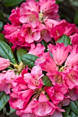 RHODODENDRON LADY ROSEBERY
