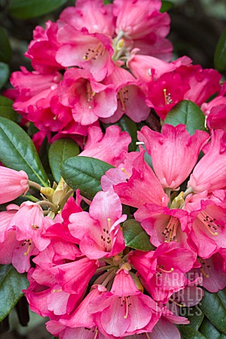 RHODODENDRON_LADY_ROSEBERY