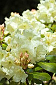 RHODODENDRON ODEE WRIGHT