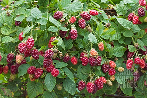 RUBUS_TAYBERRY