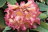 RHODODENDRON APRICOT NECTAR