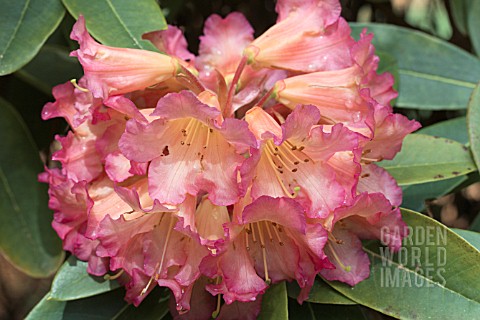 RHODODENDRON_APRICOT_NECTAR