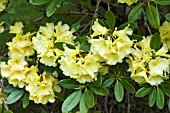 RHODODENDRON YELLOW PAGES