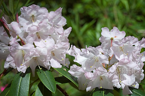 RHODODENDRON_FAGGETERS_FAVOURITE