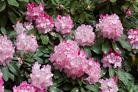 RHODODENDRON_POINT_DEFIANCE