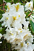 RHODODENDRON WHITE GOLD