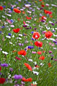 ANNUAL FLOWER MEADOW SEED MIX