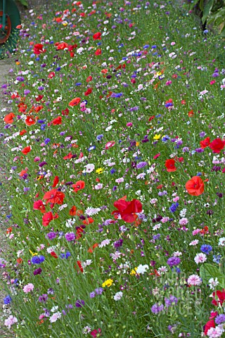 ANNUAL_FLOWER_MEADOW_SEED_MIX