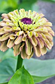 ZINNIA QUEEN RED LIME