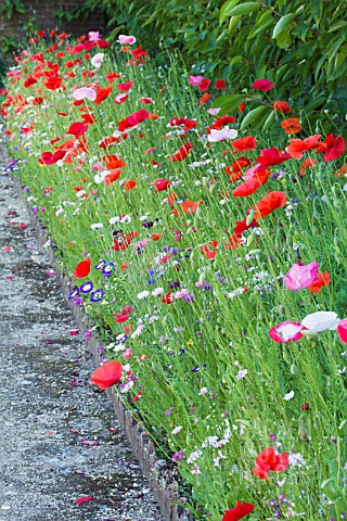 PICTORIAL_MEADOW_SHORT_CLASSIC_ANNUALS