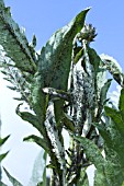 APHIS FABAE - BLACK BEAN APHID