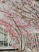 PEACH TREES IN FLOWER IN GLASSHOUSE