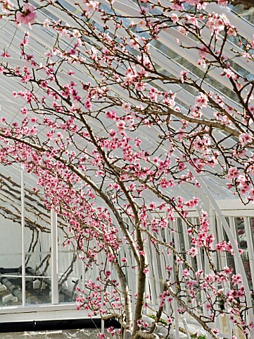 PEACH_TREES_IN_FLOWER_IN_GLASSHOUSE