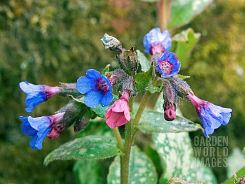 PULMONARIA_MARGERY_FISH_LUNGWORT