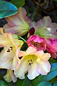 RHODODENDRON GOLDEN RUBY