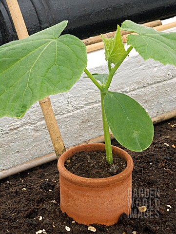 YOUNG_CUCUMBER_PLANT_IN_POT