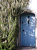 ROSMARINUS OFFICINALIS BY THE SIDE OF BLUE DOOR(ROSEMARY)