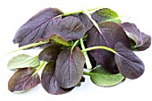 BRASSICA RAPA SUBSP. CHINENSIS RED PAC (PAK CHOI RED PAC)