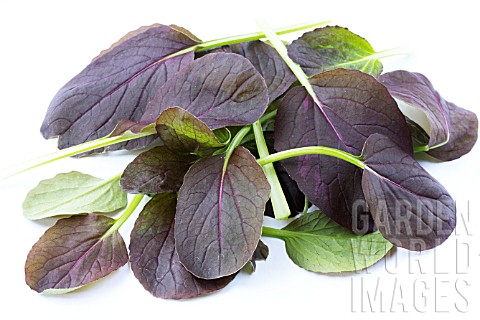 BRASSICA_RAPA_SUBSP_CHINENSIS_RED_PAC_PAK_CHOI_RED_PAC