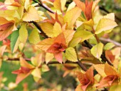 SPIRAEA JAPONICA,  GOLD FLAME