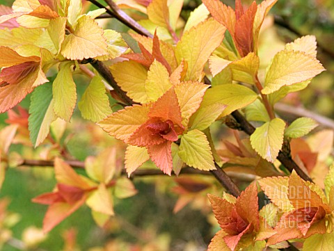 SPIRAEA_JAPONICA__GOLD_FLAME