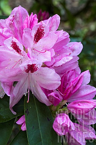 RHODODENDRON_MRS_FURNIVALL