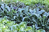 MIXED BRASSICAS