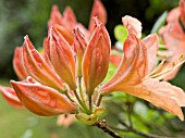 RHODODENDRON FLOWER BUD