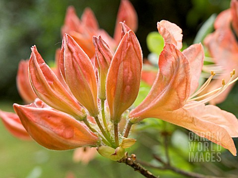 RHODODENDRON_FLOWER_BUD