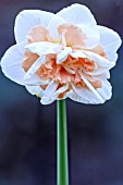 NARCISSUS PINK CHAMPAGNE