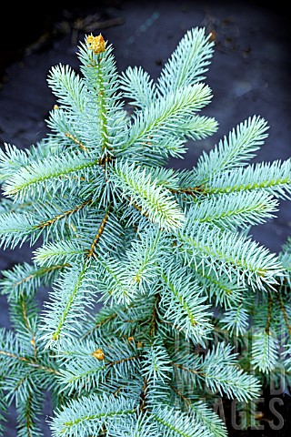PICEA_PUNGENS_EDITH