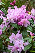 Rhododendron ponticum Praecox
