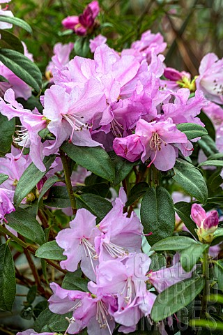Rhododendron_ponticum_Praecox