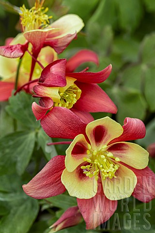 Aquilegia_Earlybird_Red_And_Yellow