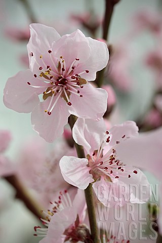 PRUNUS_PERSICA_EARLY_RIVERS_PEACH_EARLY_VARIETY_UNDER_COLD_GLASS_MARCH_FLOWER