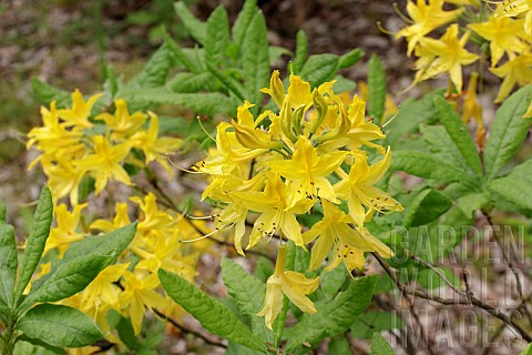 RHODODENDRON_LUTEUM