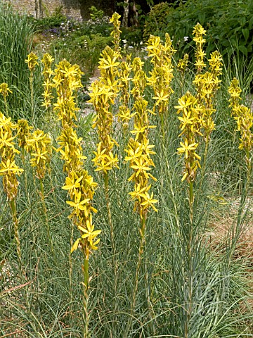 ASPHODELINE_LUTEA_ASPHODELUS_LUTEA