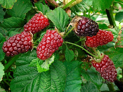 RUBUS_TAYBERRY_HYBRID_BERRY